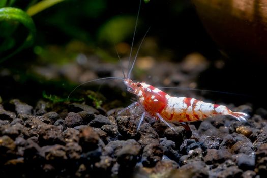 Red fancy bee shrimp stay near plant and look for food in aquatic soil with dark background in freshwater aquarium tank.