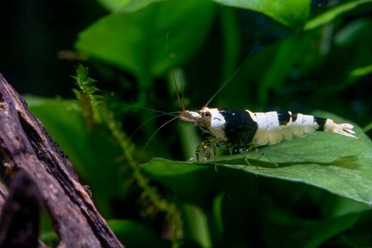 Black bee dwarf shrimp stay on green leaf of aquatic plant  and look to left side in freshwater aquarium tank with timber and plant as background.