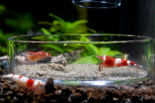 Red wine dwarf shrimp eat food in glass plate with other shrimp in fresh water aquarium tank.