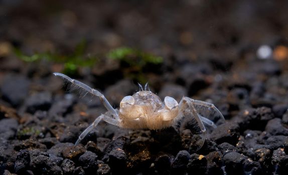 Little Spider dwarf crab or Thai micro crab shows its legs and look for food in aquatic soil with dark background in freshwater aquarium tank.