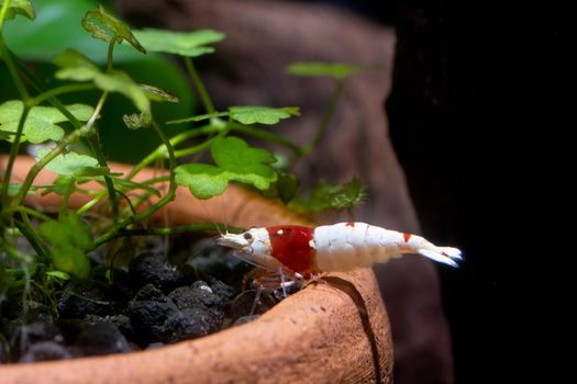 Red bee dwarf shrimp stay on edge of poetry decoration in freshwater aquarium tank and look for food in soil.