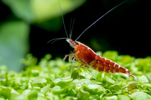 Red galaxy dwarf shrimp stay on green leaf aquatic plant and look over in fresh water aquarium tank.