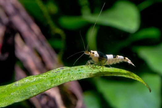 Black bee dwarf shrimp stay on long green leaf of aquatic plant in fresh water aquarium tank with timber and plant as background.