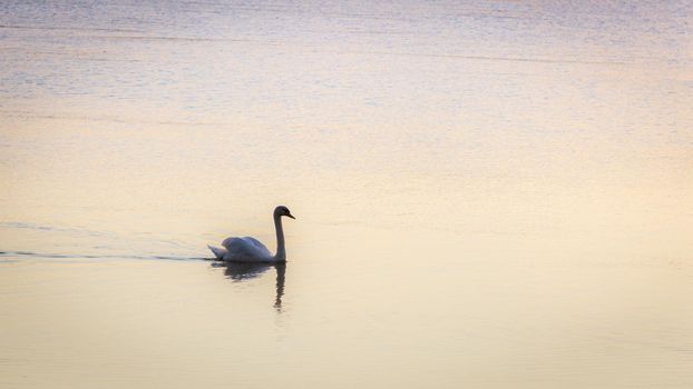 Backlit image of the silhouette of a swan swimming in the calm water of a river early in the morning