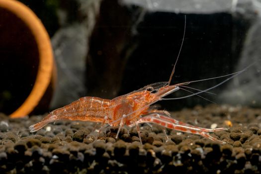 Pink Supan dwarf shrimp with long claw look for food in aquatic soil with background of poetry decoration and rock.