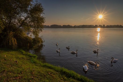 Swans swim at sunset in the Mincio river near the Mantuan shore, the sun is reflected in the waters of the lower lake of the Lombard city