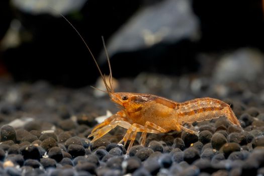 Orange or yellow crayfish dwarf shrimp crawl and look for food in aquatic soil with rock as background in freshwater aquarium tank.