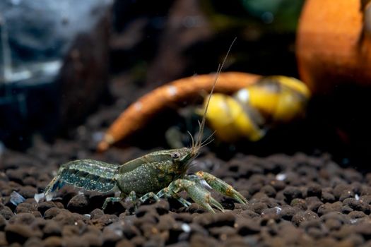 Blue crayfish dwarf shrimp look for food in aquatic soil with horn snail and poetry as background in freshwater aquarium tank.