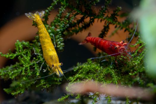 Yellow dwarf shrimp stay on green leaf of aquatic plant or moss with fire red shrimp with dark background.