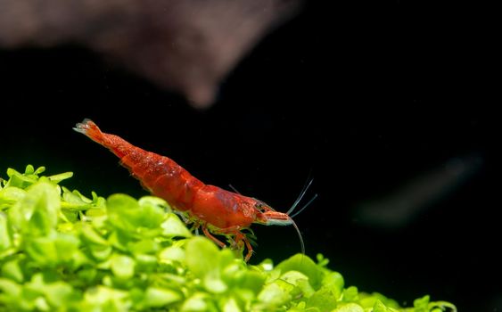 Red dwarf shrimp blood fire shrimp stay on green leaf aquarium plant and look down with dark background in freshwater aquarium tank.