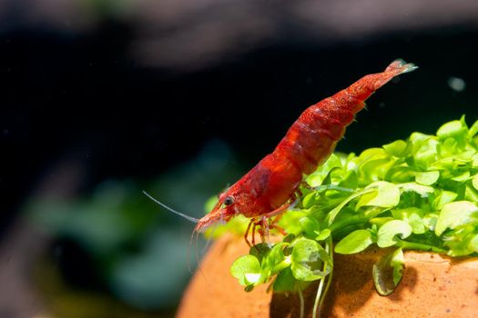 Fire red dwarf shrimp stay on green grass in poetry decorative or aquatic plant and look down in fresh water aquarium tank.