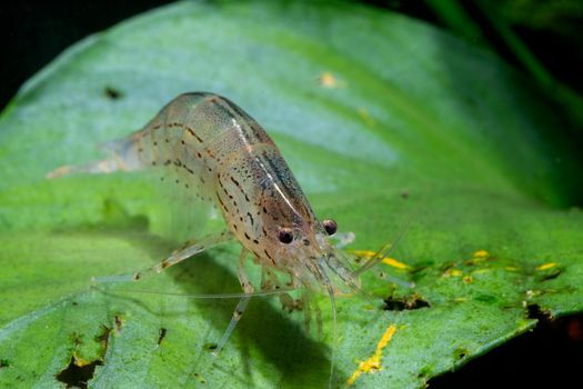 Yamato dwarf shrimp bend body and stay on green leaf in freshwater aquarium tank.