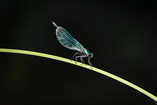 Green dragonfly laid on a blade of grass, image of a large insect on a dark background