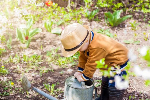 Cute little toddler boy in a hat and rubber boots is watering plants with a watering can in the garden. A charming little kid helping his parents grow vegetables. Active holidays with children