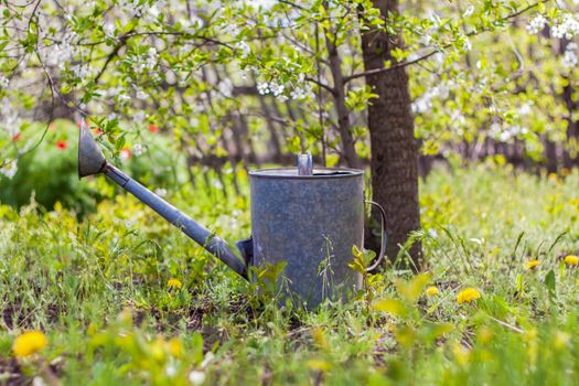 An old iron watering can stands in the garden. Gardening and gardening, Outdoor activities in the country 