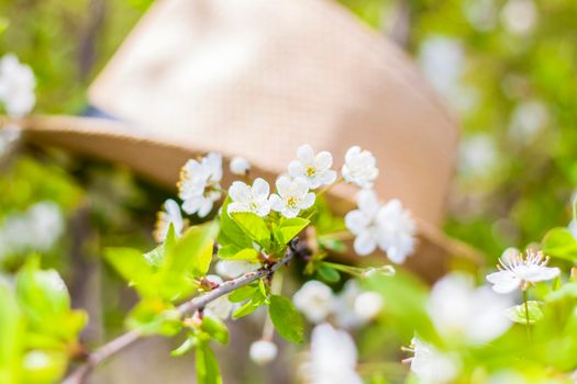 In the garden, there is a garden hat on a tree with white cherry blossoms. Gardening and gardening, Active recreation in the country