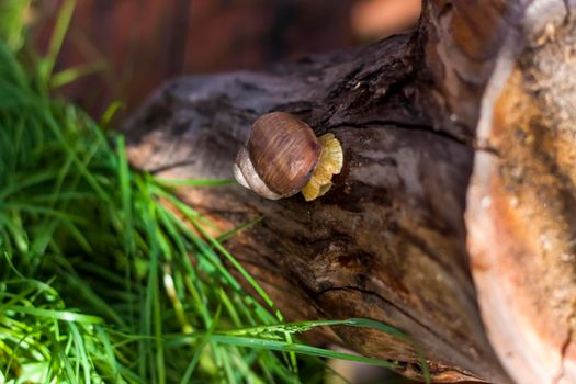 Large white snails-mollusks with a brown striped shell, crawling on rocks in the sun. Snail close - up in the natural environment, wide macro, close-up