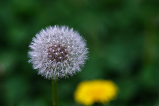The seedhead of a common dandelion (Taraxacum officinale) has mature seeds with fluffy white tufts, the pappi that help the seeds disperse.