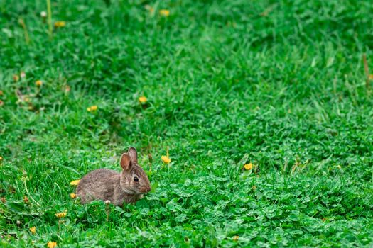 A wild, juvenile bunny rabbit is resting in a field of vibrant green grass, clovers and dandelion florets.