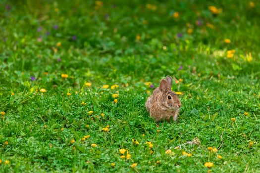 A brown eastern cottontail rabbit (Sylvilagus floridanus) sits in springtime grass with dandelions.