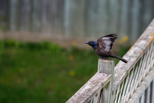 A common grackle (Quiscalus quiscula) is perched on a fence post, with the bird's wings raised up.
