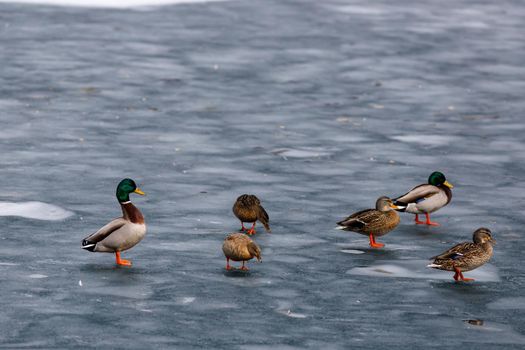 A group of six mallard ducks, both males and females, are standing on solid ice on a frozen-over river.