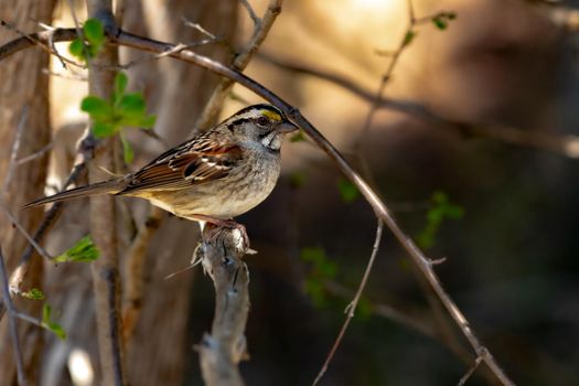 A white-throated sparrow (Zonotrichia albicollis) perched on a tree branch in golden light.