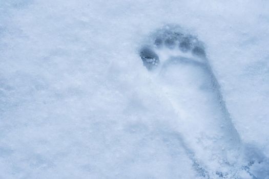 A small, bare human footprint is impressed in fresh snow.