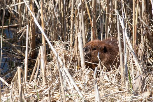 At the edge of a pond, a North American beaver (Castor canadensis) is hiding among dry reeds.