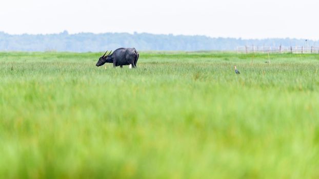 Nature landscape of green meadow in rural Thailand and Water Buffalo or Bubalus Bubalis is a farmer pet are left to graze in the pasture alone, 16:9 widescreen