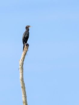 Little Cormorant or Microcarbo niger, black bird is a species of waterfowl perching on a tree stump with a blue sky as the background