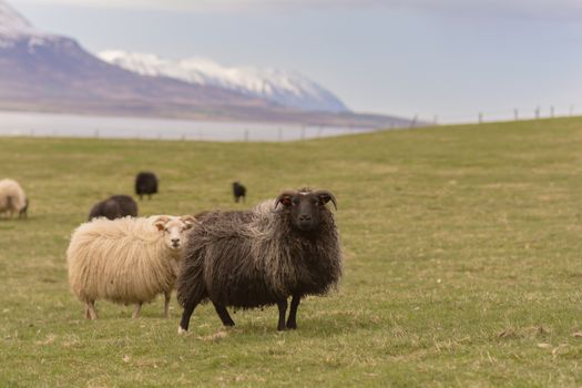 Large herd of sheeps in the evening, Iceland