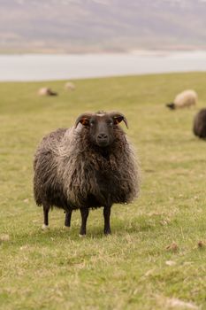 Large herd of sheeps in the evening, Iceland