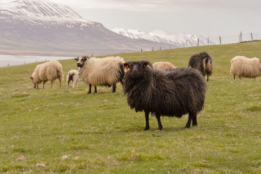 Large herd of sheeps in the evening, Iceland