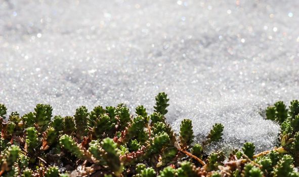 Texture of fresh snow with green plants. Natural winter and spring background