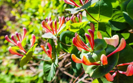 Close up pink Honeysuckle flowers in the garden. Lonicera caprifolium flowers, common names honeysuckle or woodbine in bloom. Gardening concept. Floral background