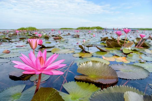 Beautiful nature landscape of many red lotus flowers, close up Red Indian Water Lily or Nymphaea Lotus in the pond at Thale Noi Waterfowl Reserve Park, Phatthalung province, Thailand