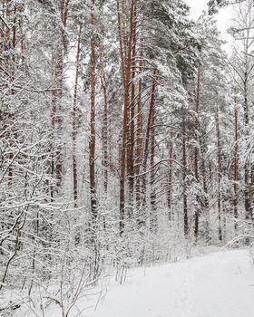 Snowy winter forest. Snow covered branches trees and bushes