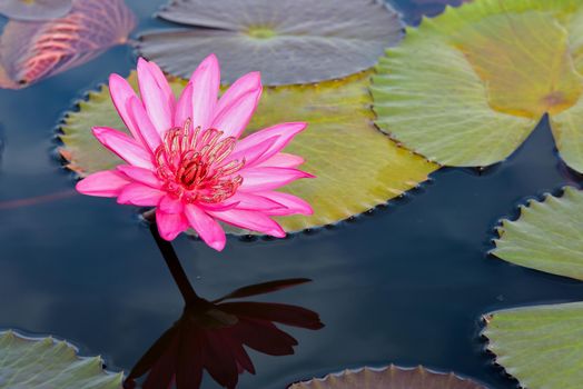 Beautiful nature landscape of many red lotus flowers, close up Red Indian Water Lily or Nymphaea Lotus in the pond at Thale Noi Waterfowl Reserve Park, Phatthalung province, Thailand