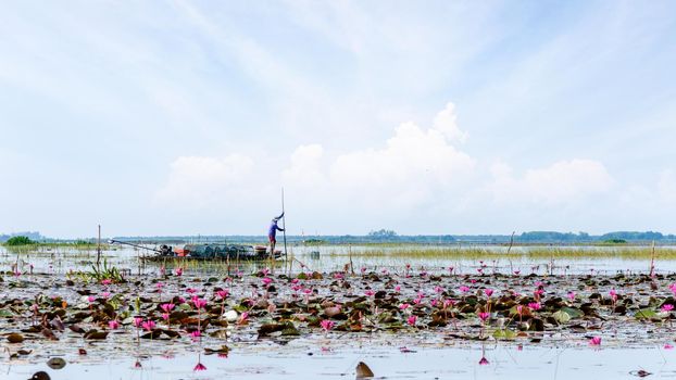 Local fisherman are preparing fish traps on a boat in a lake with many red lotus flowers, Lifestyle in the countryside at Thale Noi Waterfowl Park, Songkhla Lake, Phatthalung, Thailand,16:9 widescreen