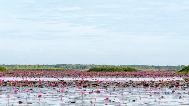 Beautiful nature landscape of many red lotus flowers or Red Indian Water Lily or Nymphaea Lotus in the pond at Thale Noi Waterfowl Reserve Park, Phatthalung province, Thailand, 16:9 wide screen