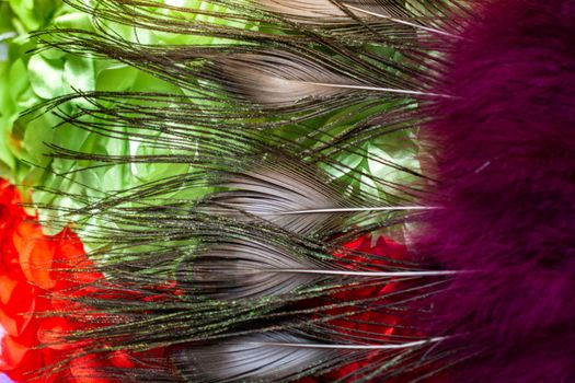 Beautiful bird feathers for decorative purposes