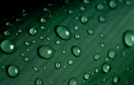 close-up water drop on lush green foliage after rainning.