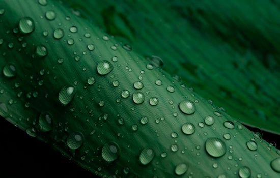 close-up water drop on lush green foliage after rainning.