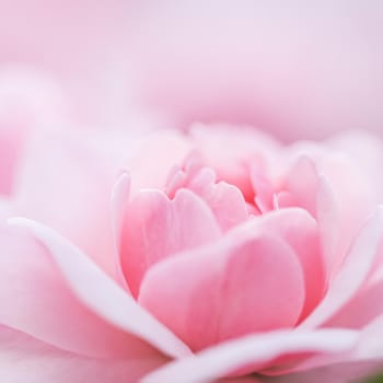 Botanical concept, wedding invitation card - Soft focus, abstract floral background, pink rose flower. Macro flowers backdrop for holiday brand design