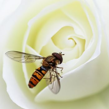 Working bee on a beautiful white rose