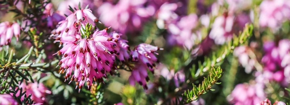 Pink Erica carnea flowers (winter Heath) in the garden in early spring. Floral background, botanical concept