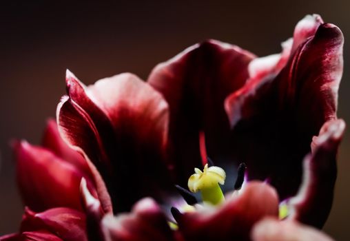 Red tulips in a vase on a dark background. Perfect for greeting card backdrop