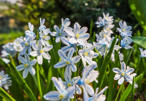 Blooming of beautiful white flowers Puschkinia scilloides in the spring garden