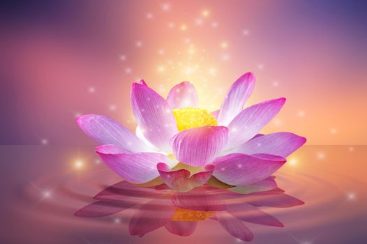 lotus Pink light purple floating light sparkle purple background